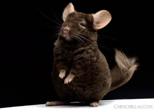 Feature Image for Locken and Royal Imperial Angora Chinchillas